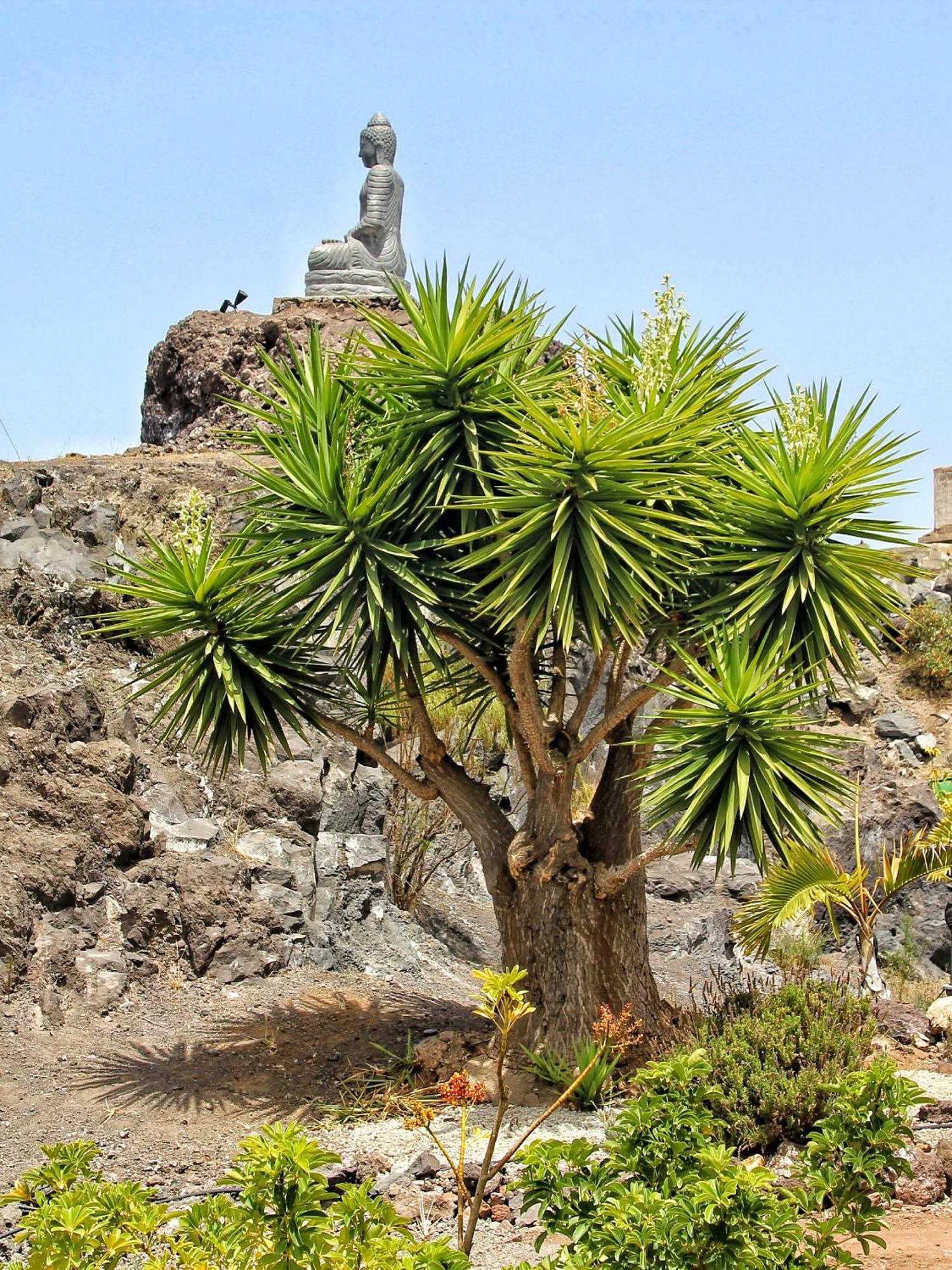 Finca Berolo 4 Guía de Isora Dış mekan fotoğraf